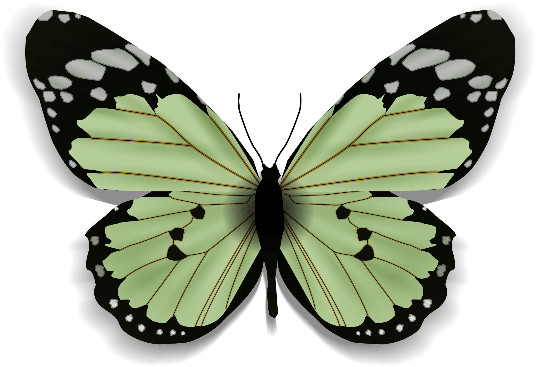 Seperating Icon Butterfly Seperating Icon Butterfly